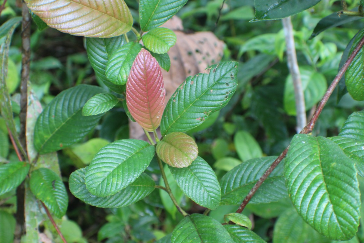 Tetracera sarmentosa (L.) Vahl